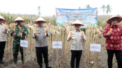 Panen Raya Jagung Kuartal II di Lahan 3 Hektare, Lampung Selatan Tegaskan Komitmen Dukung Ketahanan Pangan Nasional