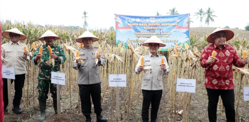 Panen Raya Jagung Kuartal II di Lahan 3 Hektare, Lampung Selatan Tegaskan Komitmen Dukung Ketahanan Pangan Nasional